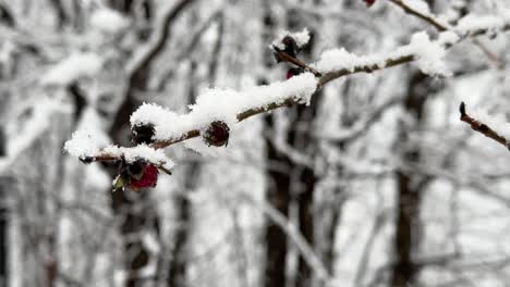 Starker-Schnee-Bedeckt-Den-Ast-In-Der-Wintersaison-Hyrkanischen-Wald-Naturlandschaft