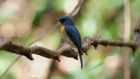Seen-from-its-side-looking-deep-into-the-forest-while-perched-on-a-vine,-Indochinese-Blue-Flycatcher-Cyornis-sumatrensis-Male,-Thailand