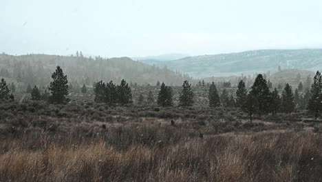 Enshrouded-Pines:-A-Heavy-Snowfall's-Whisper