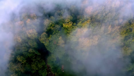 Luftaufnahme-Eines-Waldes,-Eingehüllt-In-Einen-Dichten-Weißen-Nebel