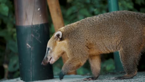 Famoso-Animal-De-Piel-De-Coatí-En-Las-Cataratas-Del-Iguazú-En-Brasil,-América-Del-Sur