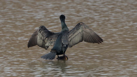 Adult-Dominant-Great-Cormorant-Drive-Away-Young-Black-Shag-Bird-Drying-Wings-on-Post-and-Took-It's-Perch-Place