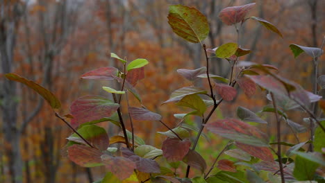 Blue-Muffin-Viburnum-Leaves-Swaying-in-Slow-Motion-Autumn-Breeze