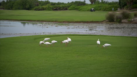 Slow-motion-of-a-flock-of-white-ibis-birds-walking-and-feeding-from-the-grass-near-a-pond