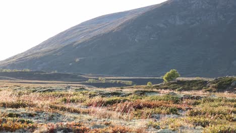 Kleiner,-Von-Hinten-Beleuchteter-Strauch-In-Der-Norwegischen-Herbstlandschaft-Im-Dovrefjell-Sunndalsfjella-Nationalpark