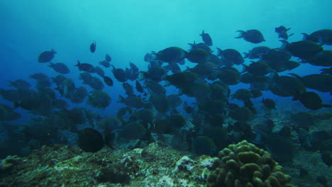 Schwarm-Dunkler-Tropischer-Fische-Schwimmt-In-Zeitlupe-Im-Türkisblauen-Wasser-über-Dem-Riff