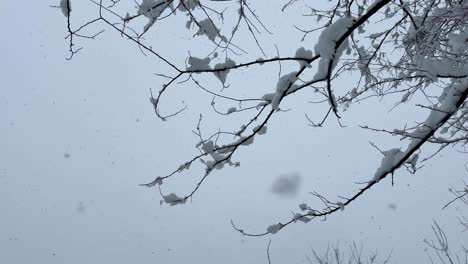 Zeitlupen-Schneefall-Im-Wald,-Schneebedeckte-Bäume-Im-Winter,-Schneeflocken-Fallen-Vom-Himmel,-Blick-Auf-Den-Bewölkten-Tag-Im-Hyrkanischen-Wald-In-Der-Iranischen-Naturlandschaft,-Wundervoller-Blick-Auf-Den-Himmel-Im-Iranischen-Winter
