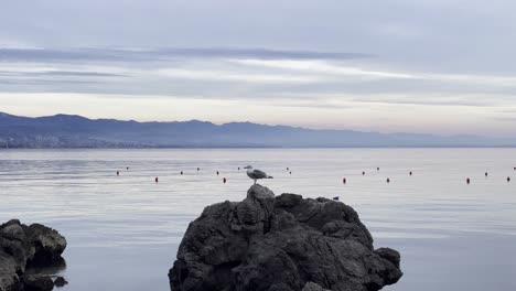 Seagull-on-boulder-with-Bouys-floating-on-Sea-shore-Lovran,-Opatija,-Croatia
