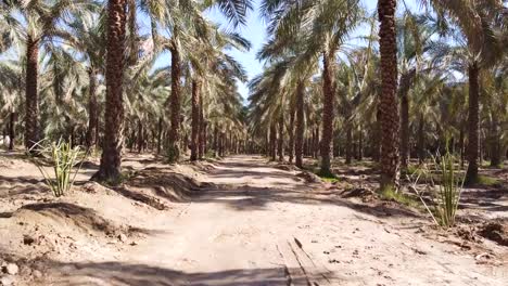 aerial-drone-shot-in-date-palm-garden-grooves-summer-season-dry-tropical-climate-in-middle-east-the-nature-landscape-of-Arabian-culture-natural-organic-tasty-delicious-fruit-nutritious-energy-product