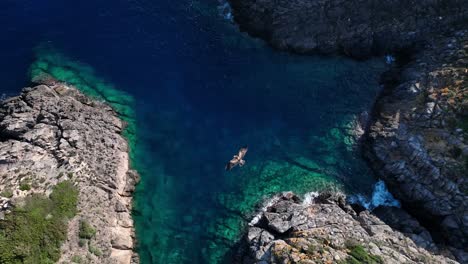 Bird-of-prey-flying-over-crystal-clear-waters-and-cliff