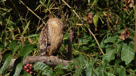 Versteckt-Seinen-Kopf-Auf-Dem-Rücken-Und-Vermeidet-Die-Grelle-Morgensonne,-Buffy-Fish-Owl-Ketupa-Ketupu,-Thailand