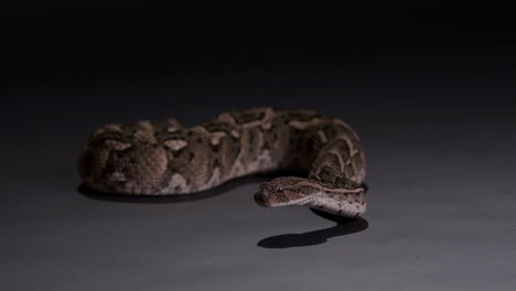 Puff-Adder-snake-isolated-on-grey-background-at-night---looking-towards-camera