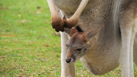 Baby-Rotes-Riesenkänguru-Blickt-Aus-Dem-Beutel-Der-Mutter-Auf-Die-Umgebung,-Australien