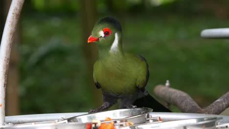 White-cheeked-turaco-with-vibrant-plumage,-perched-on-the-edge-of-the-bird-feeder,-shake-its-head-and-eating-fruits-from-the-bowl,-close-up-shot
