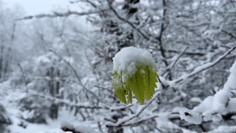 new-grown-tree-leaves-in-spring-under-heavy-snow-in-winter-white-snowfall-landscape-forest-countryside-in-Hyrcanian-forest-in-Azerbaijan-natural-attraction-travel-to-wonderful-hiking-adventure-in-Iran