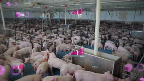 Indoor-pig-farm-with-digital-overlays-showing-health-stats,-in-a-crowded,-controlled-environment