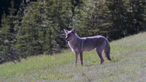 A-solitary-coyote-stands-alert-in-a-vibrant-meadow,-surrounded-by-the-lush-greenery-of-a-forested-area