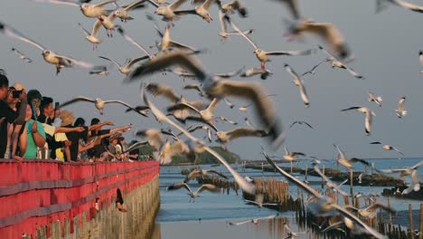 Puente-Rojo-Donde-La-Gente-Hace-Fila-Para-Dar-A-Las-Gaviotas-Volando-Por-La-Tarde,-Gente-Alimentando-A-Las-Gaviotas,-Tailandia