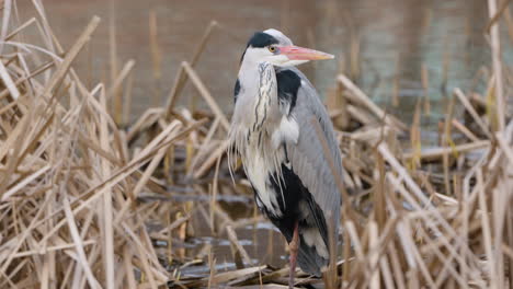 Grey-heron--Close-Up-Standing-in-Lake-Reed