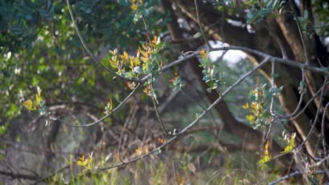 Bokeh-of-wild-plant-twigs.-natural-background-video