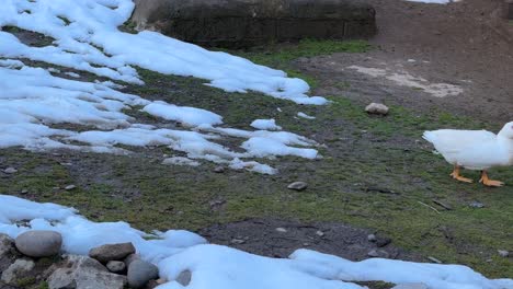 farmer-grow-chicken-pet-animal-in-farm-feeding-grains-in-backyard-countryside-forest-village-life-mountain-natural-landscape-of-wonderful-Hyrcanian-forest-local-people-life-winter-snow-remaining