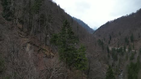 Aerial-pan-across-leafless-trees-and-evergreens-prominent-on-ridgeline-hills