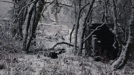 Pet-Cat-in-forest-on-cold-winter's-day