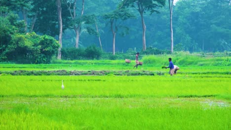 Vibrantes-Campos-De-Arroz-Verdes-Con-Agricultores-Trabajando-Y-Una-Garza-En-Primer-Plano,-Tranquilidad-Rural