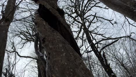 Wonderful-landscape-of-hollow-tree-empty-inside-tree-trunk-in-snow-shower-cold-winter-season-snowfall-in-Hyrcanian-forest-in-Iran-natural-landscape-scenic-sky-looking-view-panoramic-spiral-shape-tree