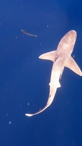 Silky-shark-swims-through-open-ocean---from-above---vertical-video