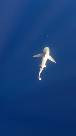 Silky-shark-swiming-through-open-ocean---Vertical-video