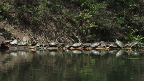 A-serene-display-of-nature,-with-numerous-turtles-of-various-sizes-lined-up-along-the-waters-edge,-perched-atop-logs-to-soak-in-the-warmth-of-the-afternoon-sun