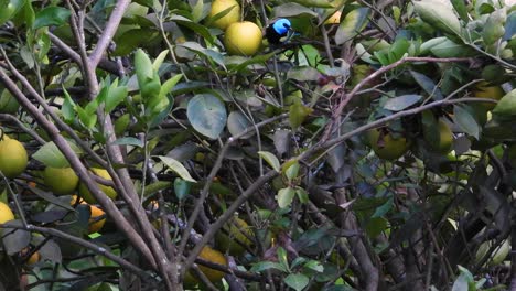 Animadas-Aves-Exóticas-Tangara-De-Cuello-Azul-Saltando-En-Las-Copas-De-Los-árboles-Y-Buscando-Comida,-Observación-De-Aves