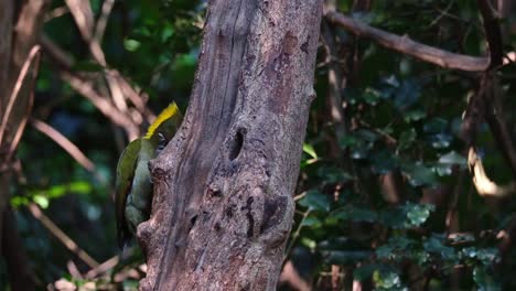 Visto-En-El-Lado-Izquierdo-Del-árbol-Alimentándose-De-Insectos-Y-Larvas,-Mayor-Nuca-Amarilla-Chrysophlegma-Flavinucha,-Tailandia