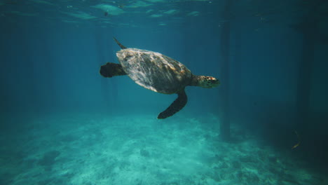 Sideview-of-sea-turtle-swimming-below-stilted-pier-posts-with-sun-light-glistening