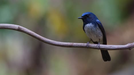 Camera-zooms-out-showing-this-bird-perching-on-a-vine-while-sliding-to-the-left,-Hainan-Blue-Flycatcher-Cyornis-hainanus,-Thailand