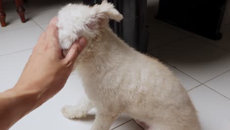 White-toy-poodle-enjoying-gentle-strokes-from-owner's-hand-indoors