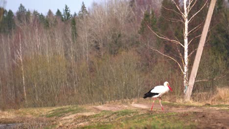 White-stork-walk-on-small-gravel-countryside-road-during-bright-spring-day