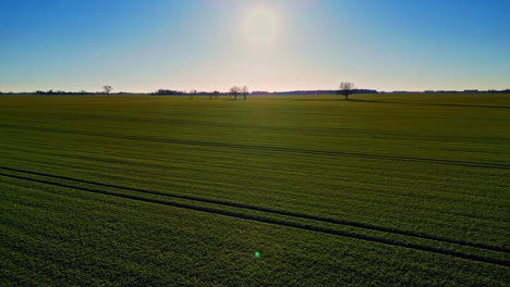 Beautiful-shot-of-a-green-planting-field,-with-the-sun-and-trees-on-the-horizon