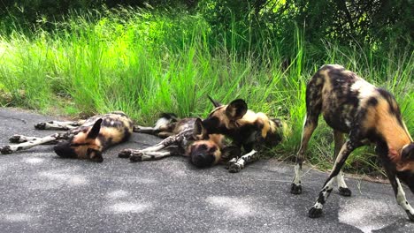 Eine-Gruppe-Afrikanischer-Wildhunde-Ruht-Im-Schatten-In-Der-Nähe-Einer-Grünen-Wiese-Auf-Einer-Dunklen-Straße