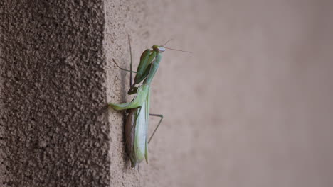 Nahaufnahme-Einer-Gottesanbeterin,-Die-An-Einer-Wand-Befestigt-Ist