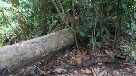 El-Sudeste-De-Asia,-Macaco-Coleta,-Hábitat-Natural-Ambiente-Tropical.
