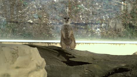 Erdmännchen-Beobachten-In-Einem-Zoo-In-Zeitlupe