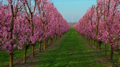 Reihen-Von-Japanischen-Aprikosenbäumen-In-Blüte