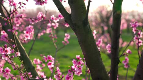 Vibrant-Pink-Blossoming-Apricot-Trees-In-The-Orchard-In-Spring