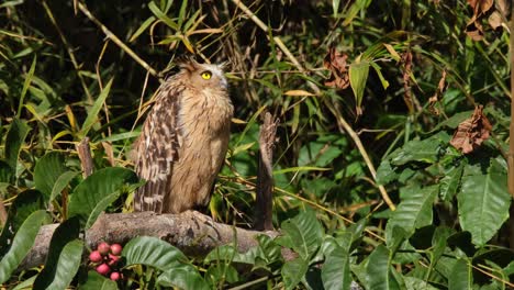 Schaut-Nach-Links-Und-Dreht-Dann-Den-Kopf-Nach-Oben-Nach-Rechts,-Buffy-Fish-Owl-Ketupa-Ketupu,-Thailand