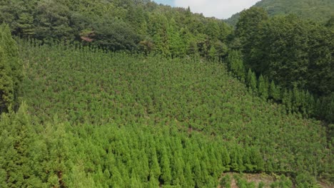 Aerial-Drone-Fly-Kitayama-Forest-Japanese-Cedar-Trees-Sugi-Panoramic-Landscape,-Japan-Summer-wood-production-in-Asia