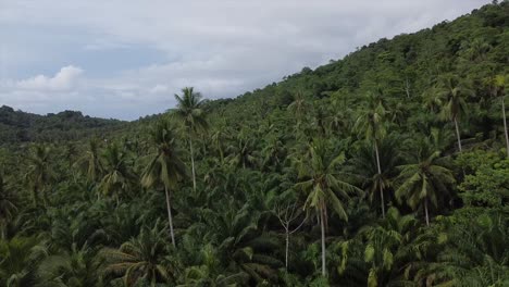 Drohnenaufnahmen-über-Dem-Tropischen-Palmenwalddach-Der-Insel-Borneo