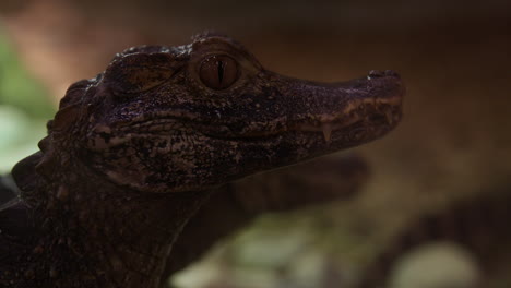 Caiman-crocodile---close-up-side-profile-of-face