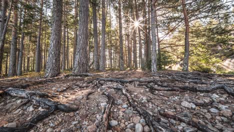 The-roots-of-the-pine-tree-lay-exposed-on-the-dry-rocky-soil
